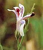 Andrographis paniculata. 