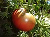 Heirloom  Moneymaker Tomato Seed